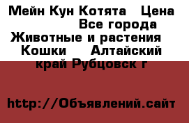 Мейн Кун Котята › Цена ­ 15 000 - Все города Животные и растения » Кошки   . Алтайский край,Рубцовск г.